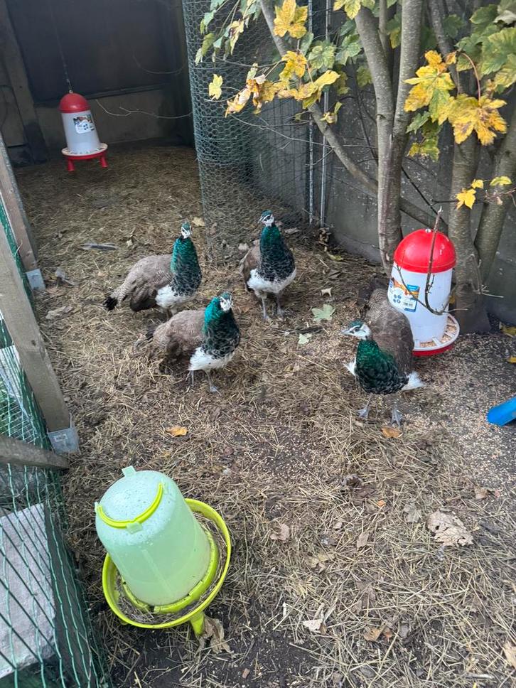 Pauwenkuikens, Dieren en Toebehoren, Vogels | Duiven