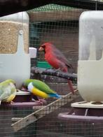 Rode kardinaal man, Dieren en Toebehoren