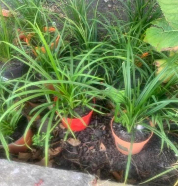 Siergrassen, Tuin en Terras, Planten | Tuinplanten, Siergrassen, Ophalen
