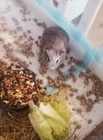 1 grijs mannetjes baby caviaatje van 1 maand oud, Dieren en Toebehoren, September, Cavia