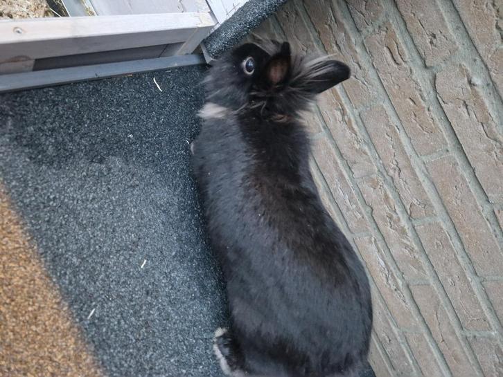 2 konijntjes, Dieren en Toebehoren, Konijnen, Klein, Meerdere dieren, 0 tot 2 jaar