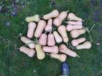 Butternut pompoen, Ophalen of Verzenden, Voorjaar, Zaad