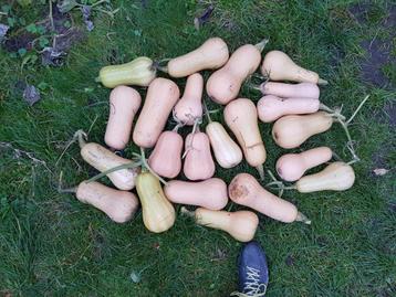 Butternut pompoen beschikbaar voor biedingen
