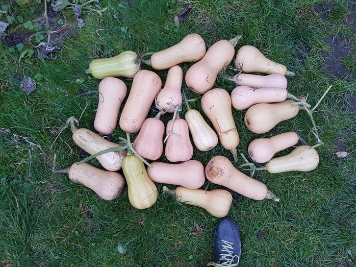 Butternut pompoen, Tuin en Terras, Bloembollen en Zaden, Zaad, Voorjaar, Ophalen of Verzenden