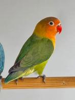 2 Wildkleur Fischeri 2025, Dieren en Toebehoren, Vogels | Parkieten en Papegaaien, Dwergpapegaai of Agapornis, Geringd