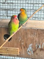 Kweekkoppel agapornis roseicollis, Dieren en Toebehoren, Vogels | Parkieten en Papegaaien