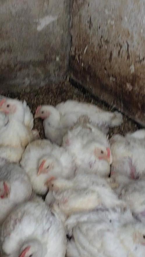 Mesthaantjes, Dieren en Toebehoren, Pluimvee