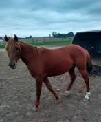 Mooie hengst, Étalon, M