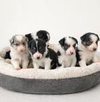 Knappe border collie pups, Dieren en Toebehoren, Honden | Herdershonden en Veedrijvers, Parvo, België, 8 tot 15 weken, Collie