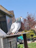 Koppels tekoop, Meerdere dieren, Postduif