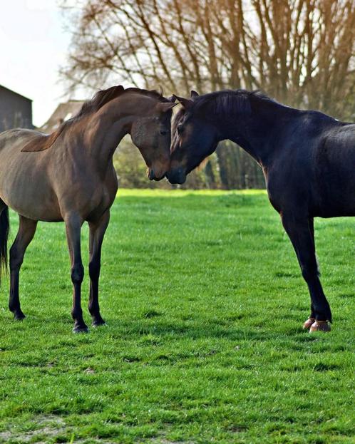 Pensioen voor paarden, Dieren en Toebehoren, Stalling en Weidegang, 2 of 3 paarden of pony's