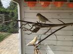 Kanaries, Dieren en Toebehoren, Vogels | Kanaries, Meerdere dieren, Zangkanarie