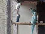 Halsbandparkiet violet wkws, blauw wkws en split, Dieren en Toebehoren, Geslacht onbekend, Parkiet, Geringd
