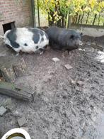 Hangbuikvarkens, Dieren en Toebehoren