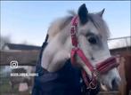 Kinder pony, Animaux & Accessoires, Débourré