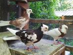 Pigeons de haut vol iraniens/persans