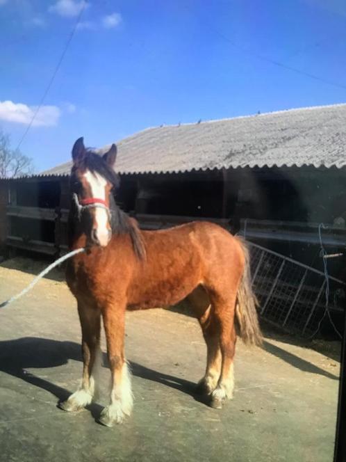 Hengste veulen, Dieren en Toebehoren, Pony's, Hengst