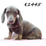 Teckel (korthaar) pups te koop, Dieren en Toebehoren, Honden | Teckels en Dashonden, 15 weken tot 1 jaar, Handelaar, CDV (hondenziekte)