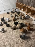 Broedeieren van cochin kriel, Dieren en Toebehoren, Kip