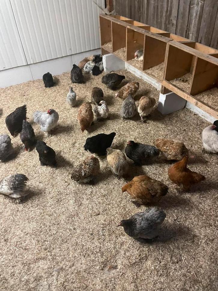 Broedeieren van cochin kriel, Dieren en Toebehoren, Pluimvee, Kip