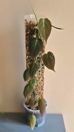 Philodendron micans, Ophalen