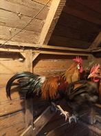 Leghorn haan