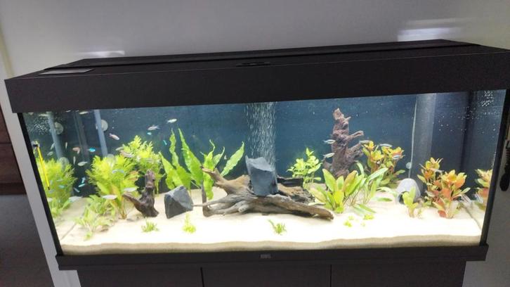 Aquarium juwel 240l nieuw!!!, Dieren en Toebehoren, Vissen | Aquaria en Toebehoren, Nieuw, Gevuld zoetwateraquarium, Ophalen