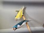 Gezocht: gouldamadines poppen, Dieren en Toebehoren, Vogels | Overige Vogels