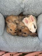 2 rammetjes mogen binnen 2 weekjes weg van de moeder (bruin), Dieren en Toebehoren, Mannelijk, Overige typen, Tam