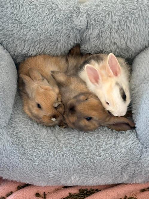 2 rammetjes mogen binnen 2 weekjes weg van de moeder (bruin), Dieren en Toebehoren, Knaagdieren, Mannelijk, Overige typen, Tam