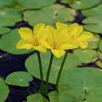 Watergentiaan, Tuin en Terras, Ophalen, Nieuw