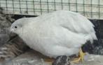 Kwartels, Dieren en Toebehoren, Vogels | Overige Vogels, Tropenvogel, Tam