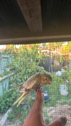 Super tamme Valkparkieten te koop, Dieren en Toebehoren, Vogels | Parkieten en Papegaaien, Meerdere dieren, Tam