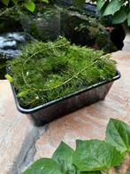 Zuurstofplanten, Tuin en Terras, Ophalen, Zo goed als nieuw