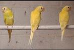 2-1 overgoten pruimkop parkieten 2025 met Dna Certificaat, Dieren en Toebehoren, Vogels | Parkieten en Papegaaien, Meerdere dieren