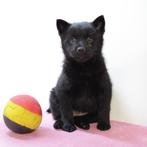 Schipperke - Belgische puppy's te koop, Dieren en Toebehoren, Honden | Herdershonden en Veedrijvers, België, CDV (hondenziekte)