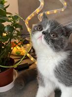 kittens Exotic korthaar, Chat, Vermifugé, 0 à 2 ans