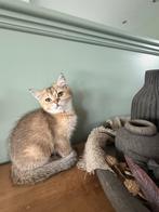 Britse korthaar meisje klaar om te verhuizen, Poes, Gechipt, 0 tot 2 jaar