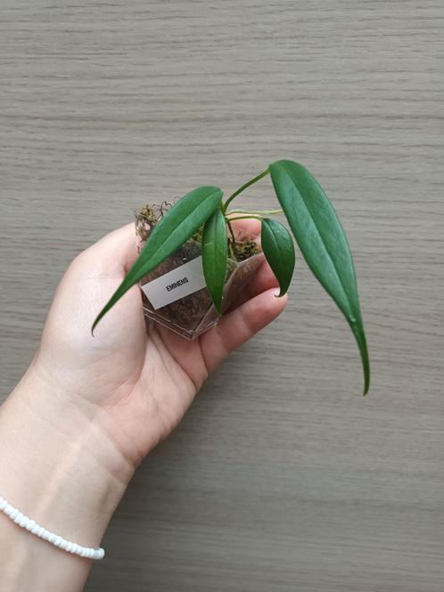Anthurium eminens, Huis en Inrichting, Kamerplanten, Ophalen of Verzenden