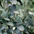 Verse biologische eucalyptus takken, Tuin en Terras, Ophalen