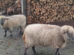 Hampshire Down schapen 2 stuks, Animaux & Accessoires, Femelle, Mouton, 3 à 5 ans