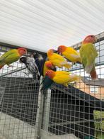 Pallid opalins, Dieren en Toebehoren, Vogels | Parkieten en Papegaaien