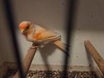 Kanaries te koop  als meer wilt mag  bellen, Dieren en Toebehoren