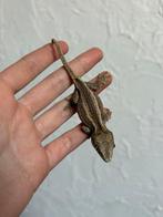 Striped gargoyle mannetje, Dieren en Toebehoren, Reptielen en Amfibieën, Hagedis, Tam, 0 tot 2 jaar