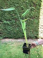 Vijverplanten, Tuin en Terras, Vijvers, Ophalen