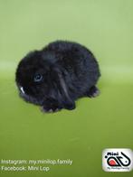 Bélier à lapins Baby Minilop avec arbre généalogique (transp, Oreilles tombantes, Mâle, Nain, 0 à 2 ans