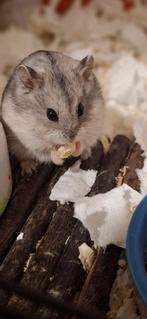 Hamster inc kooi en toebehoren, Animaux & Accessoires, Rongeurs, Hamster, Octobre, Mâle, Domestique