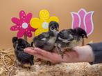 Marans groot baby kuikens hennetjes, gesekst en ingeënt, Dieren en Toebehoren, Vrouwelijk, Kip