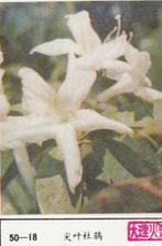 lucifermerk luciferetiket #207 bloemen (50-18), Boîtes ou marques d'allumettes, Envoi, Neuf
