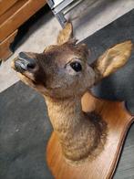 Trophée biche empaillé, Enlèvement, Comme neuf, Cerf, Bois ou Tête